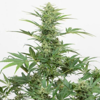 Industrial plant cbd auto - dinafem seeds