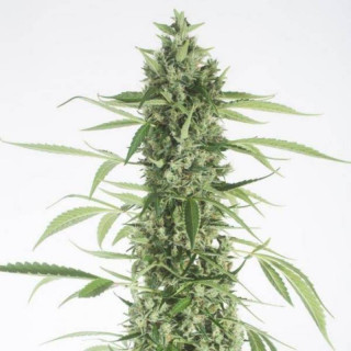 Moby dick xxl auto dinafem seeds Graines de Collection