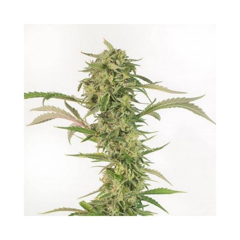 Og kush cbd auto dinafem seeds Graines de Collection