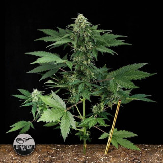 Road runner 2 auto dinafem seeds