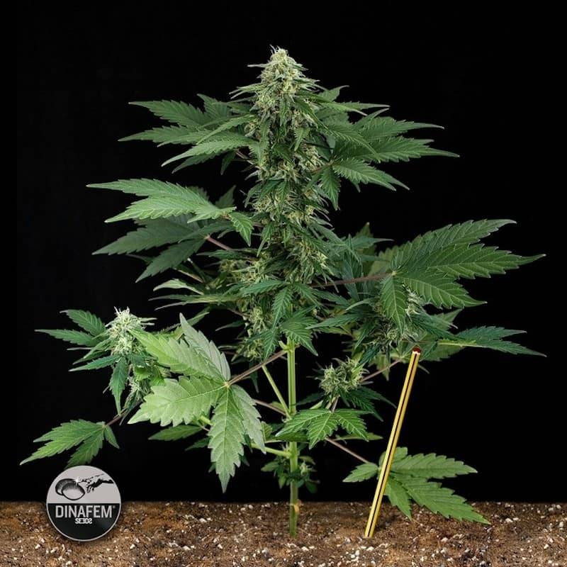 Road runner 2 auto dinafem seeds