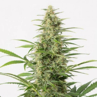 Sour diesel auto dinafem seeds Graines de Collection