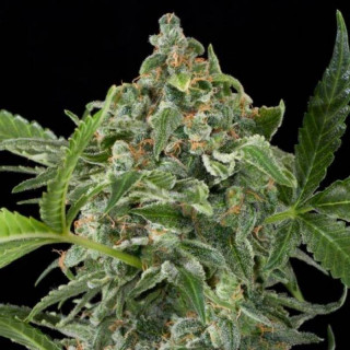 White cheese auto dinafem seeds Graines de Collection