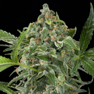 White cheese auto dinafem seeds