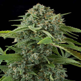 White widow auto dinafem seeds
