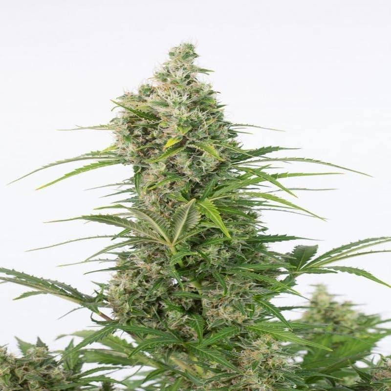 White widow cbd auto dinafem seeds