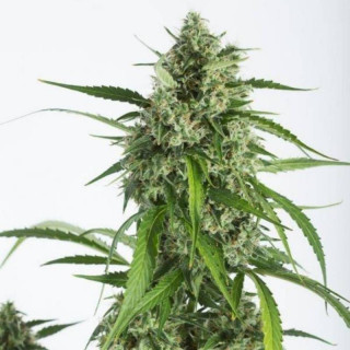 White widow xxl auto dinafem seeds