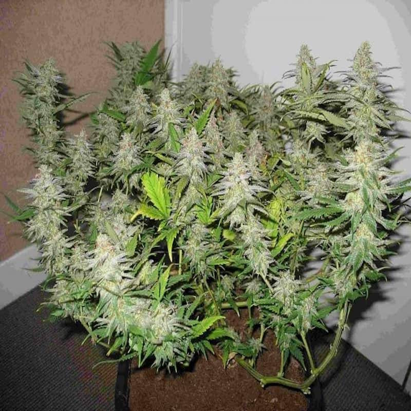 Cannalope haze DNA genetics Cannalope haze DNA genetics