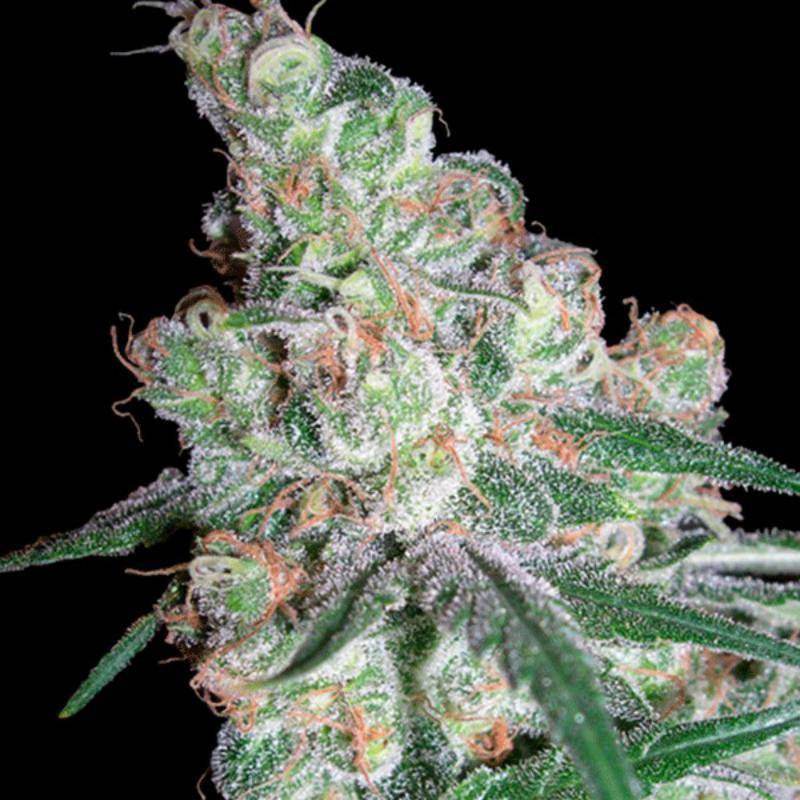 Chocolope DNA genetics