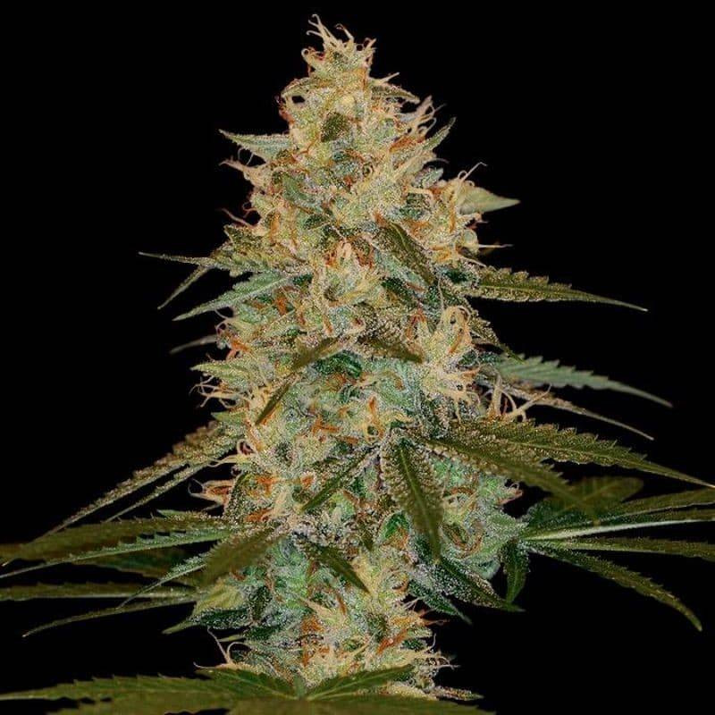 Chocolope kush DNA genetics Chocolope kush DNA genetics