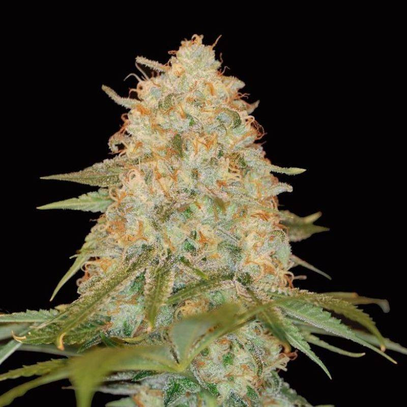 La chocolat féminisée DNA genetics