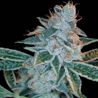 Lemon og kush DNA genetics