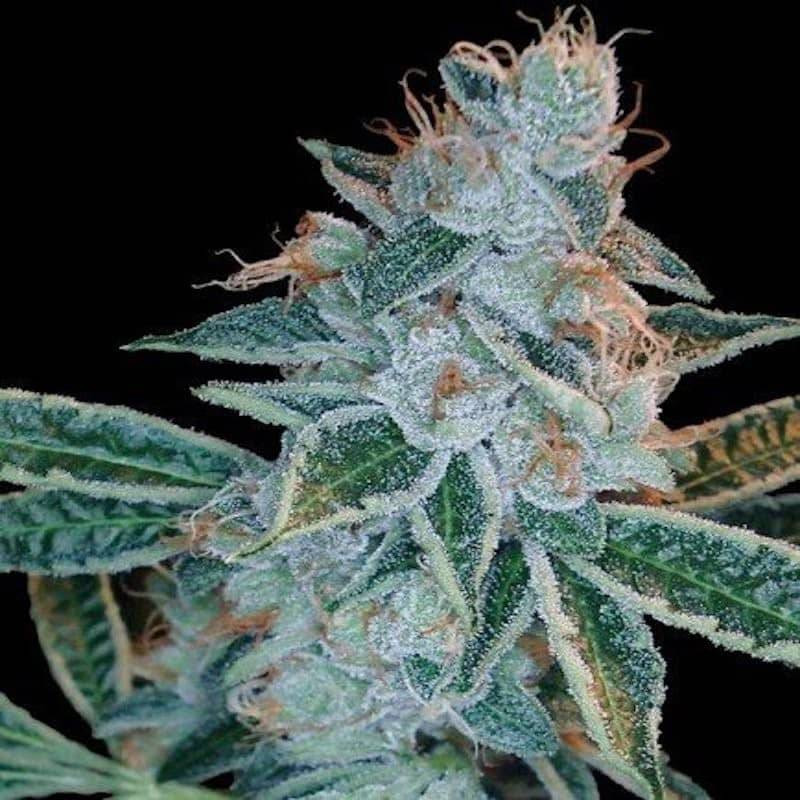 Lemon og kush DNA genetics Lemon og kush DNA genetics