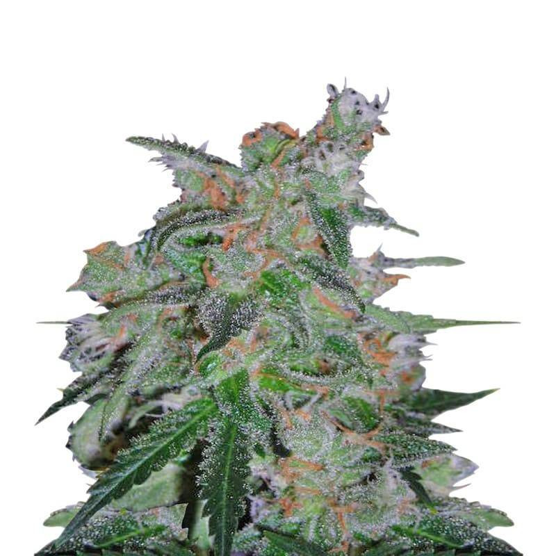 60 day lemon auto DNA genetics