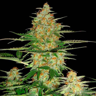 60 Day Wonder Auto - DNA Genetics - Graines de Collection