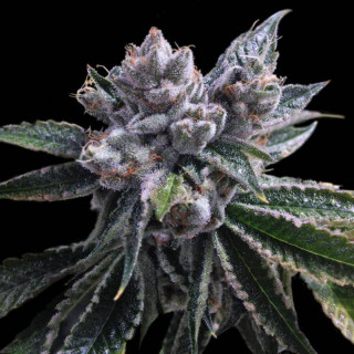 El Fuego Auto - DNA Genetics - Graines de Collection