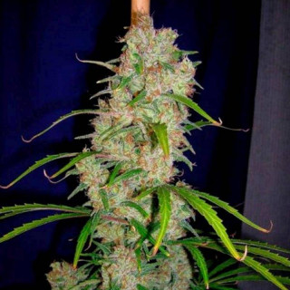 Destroyer cannabiogen régulières