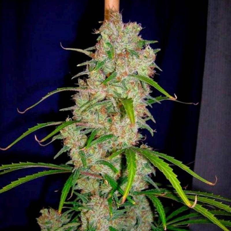 Destroyer cannabiogen régulières Destroyer cannabiogen régulières