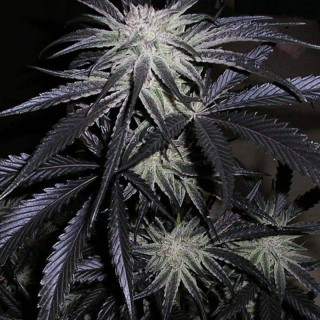 Peyote purple cannabiogen régulières
