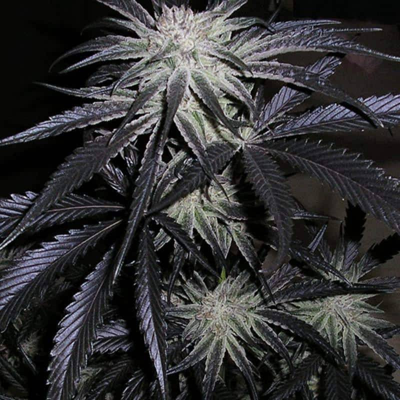 Peyote purple cannabiogen régulières Peyote purple cannabiogen régulières