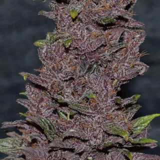 Pakistan chitral kush cannabiogen féminisée
