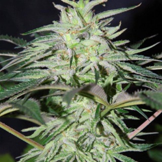 Panama DC cannabiogen féminisées