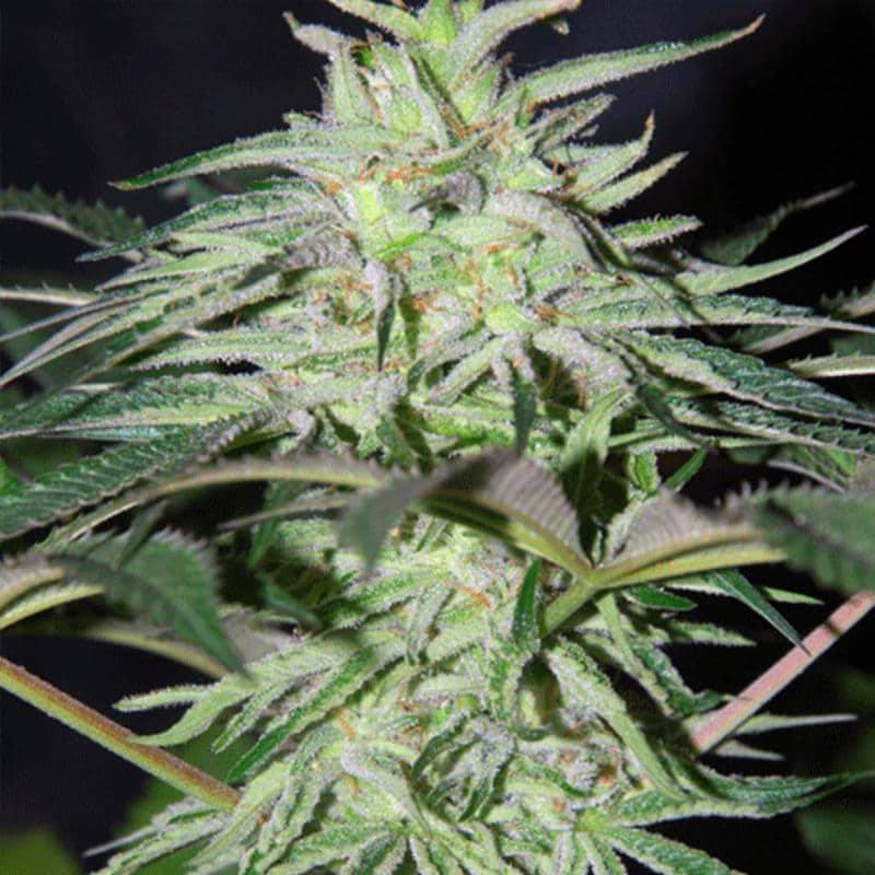 Panama DC cannabiogen féminisées Panama DC cannabiogen féminisées