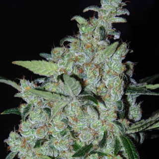 Purple mexican cannabiogen féminisées