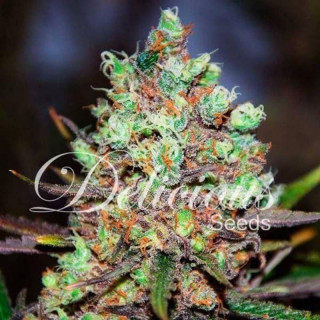 Cotton candy kush delicious seeds