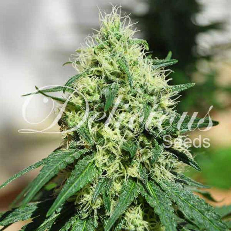 Critical kali mist delicious seeds