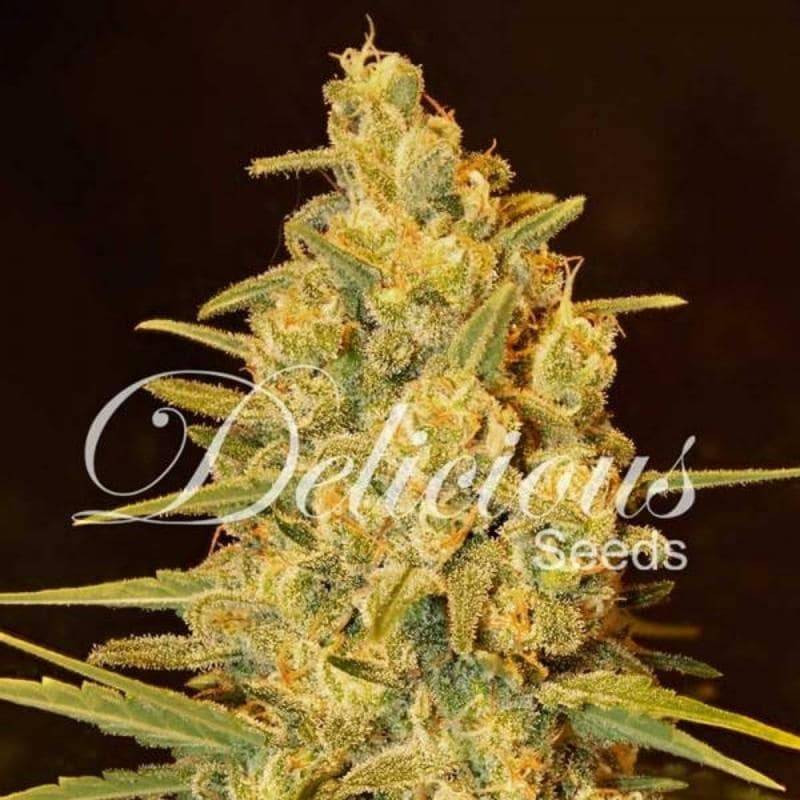 Critical sensi star delicious seeds