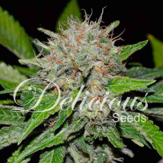 Deep Mandarine - CBD Féminisée - Delicious Seeds - Graines de Collection