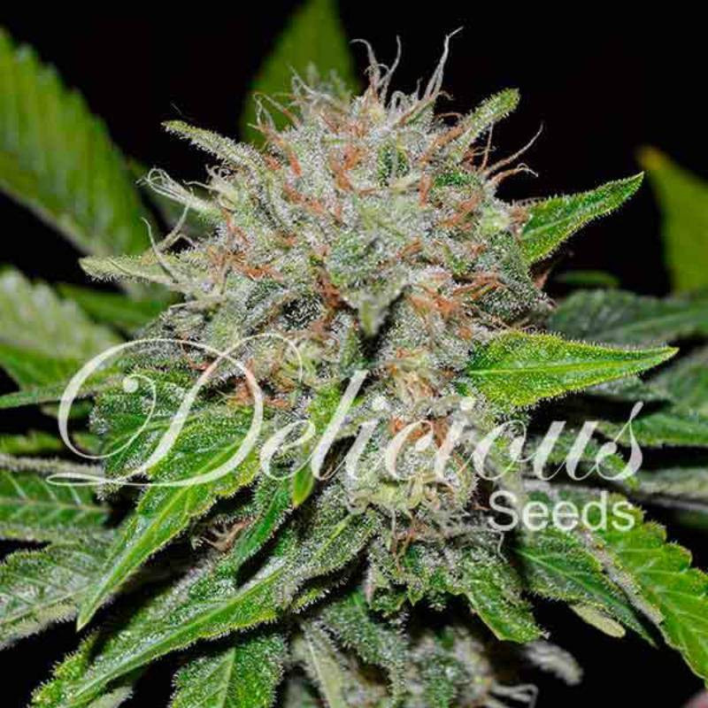 Deep mandarine CBD delicious seeds