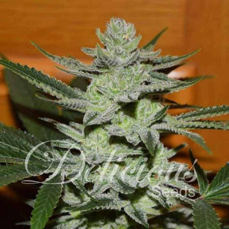 Desconocida kush delicious seeds Desconocida kush delicious seeds