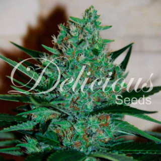 Fruity Chronic Juice - Féminisée - Delicious Seeds - Graines de Collection