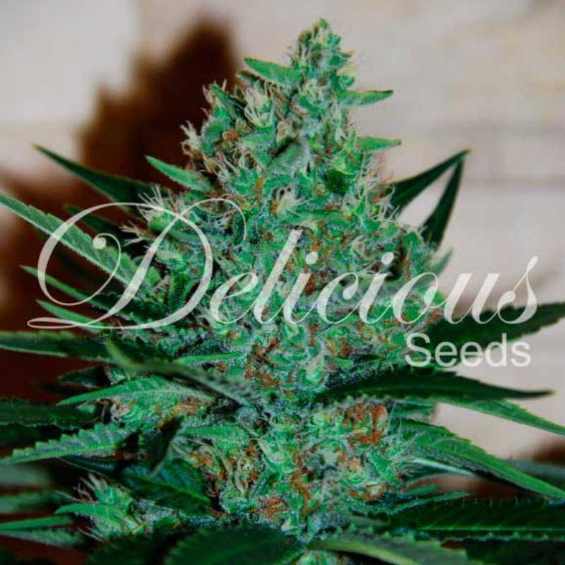 Fruity chronic juice delicious seeds