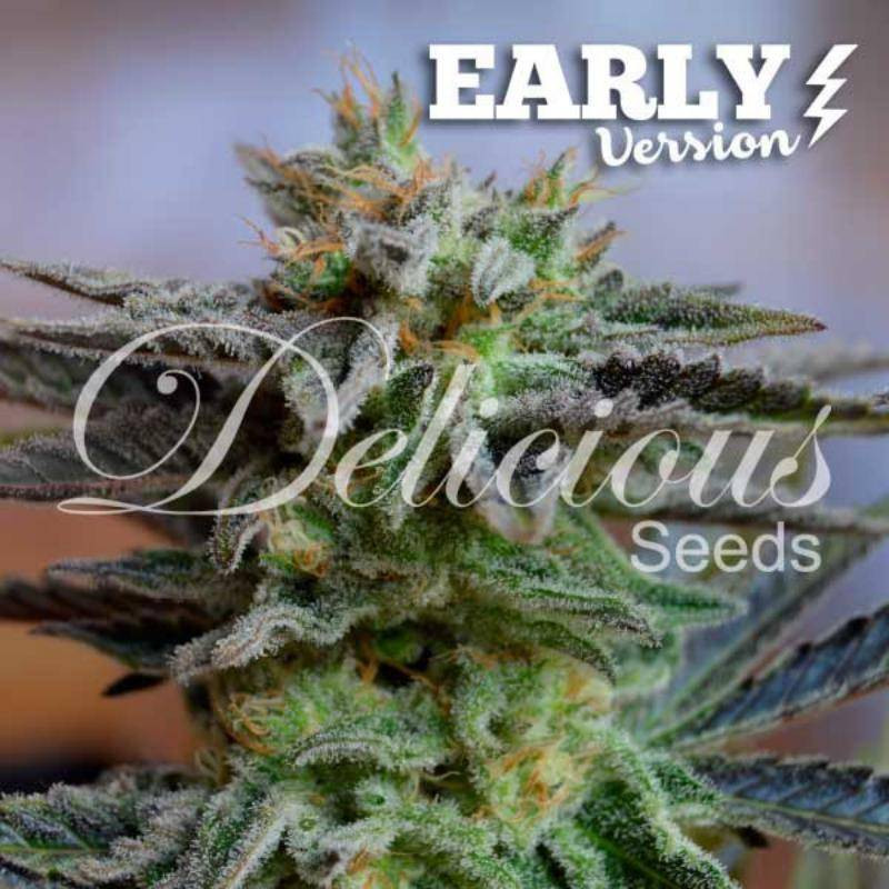 Sugar Black Rose - Early Version Féminisée - Delicious Seeds