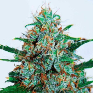 Critical Neville Haze - Auto - Delicious Seeds - Graines de Collection