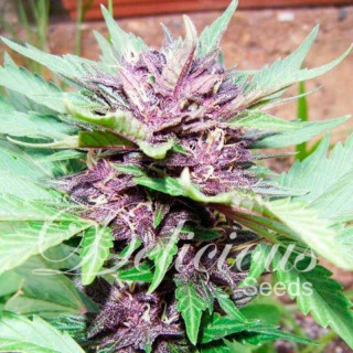 Dark purple auto delicious seeds