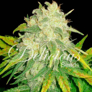 IL Diavolo - Autofloraison - Delicious Seeds