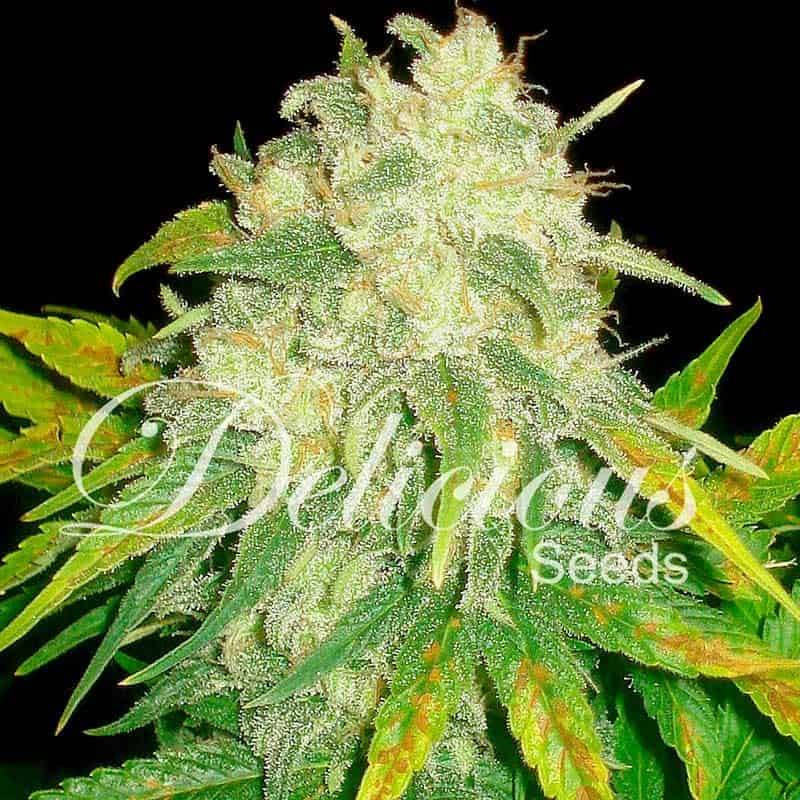 IL diavolo auto delicious seeds IL diavolo auto delicious seeds