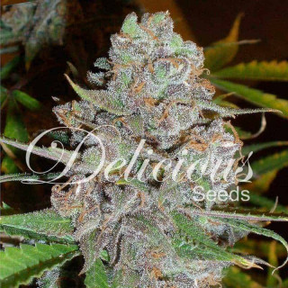 La diva auto delicious seeds