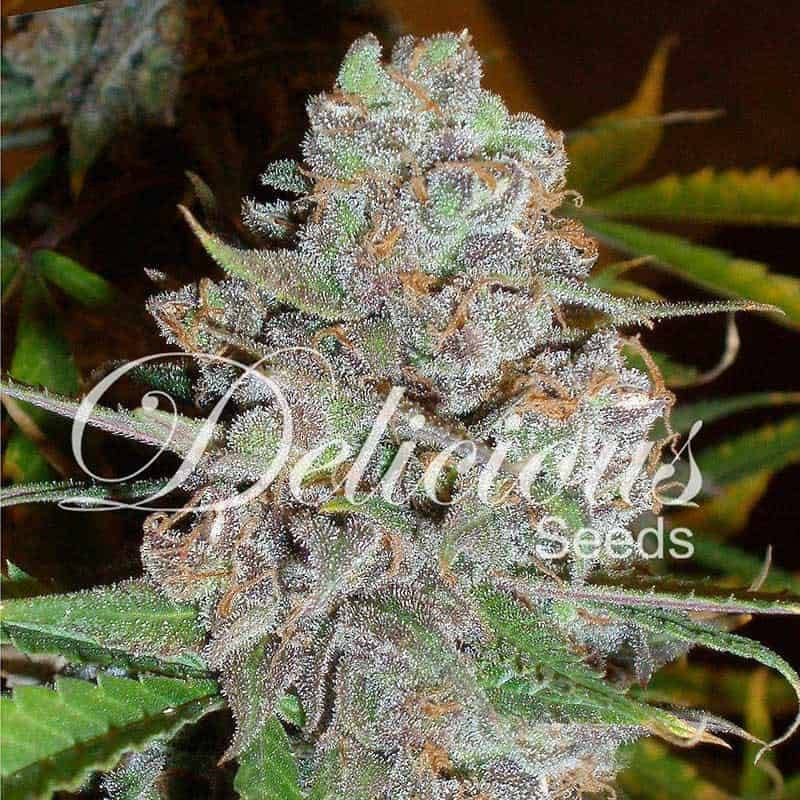 La Diva - Autofloraison - Delicious Seeds