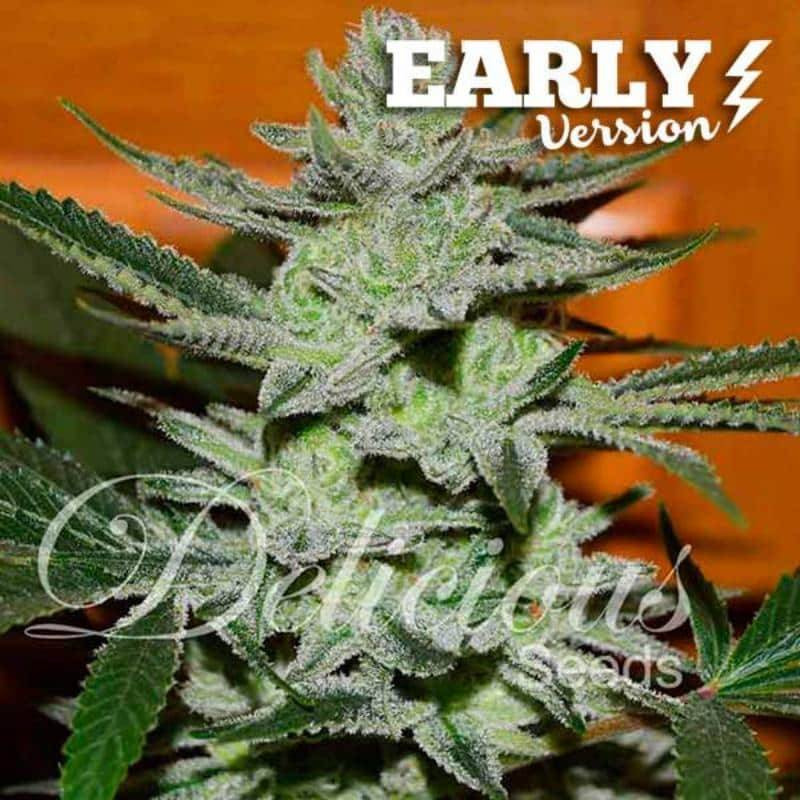 Unknown Kush - Early Version Féminisée - Delicious Seeds - Graines de Collection