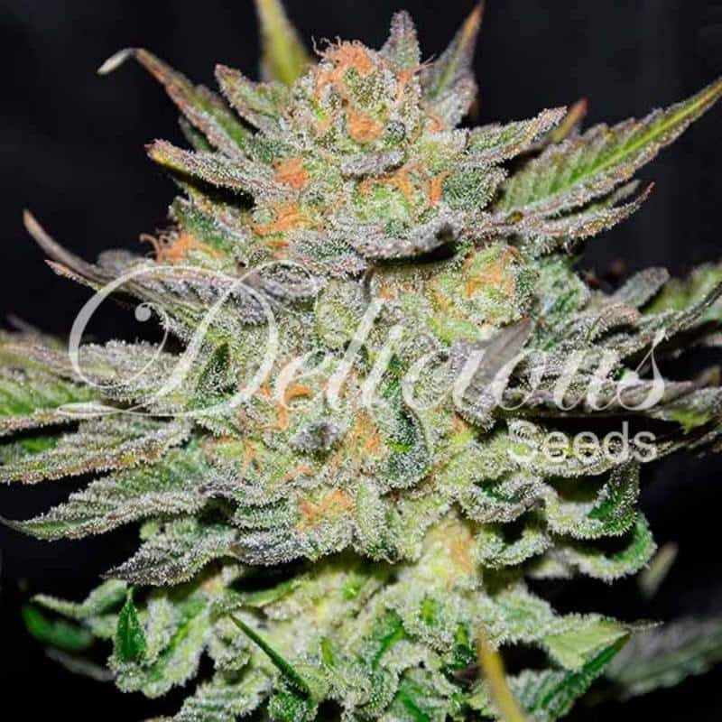 Auto blue ace CBD delicious seeds