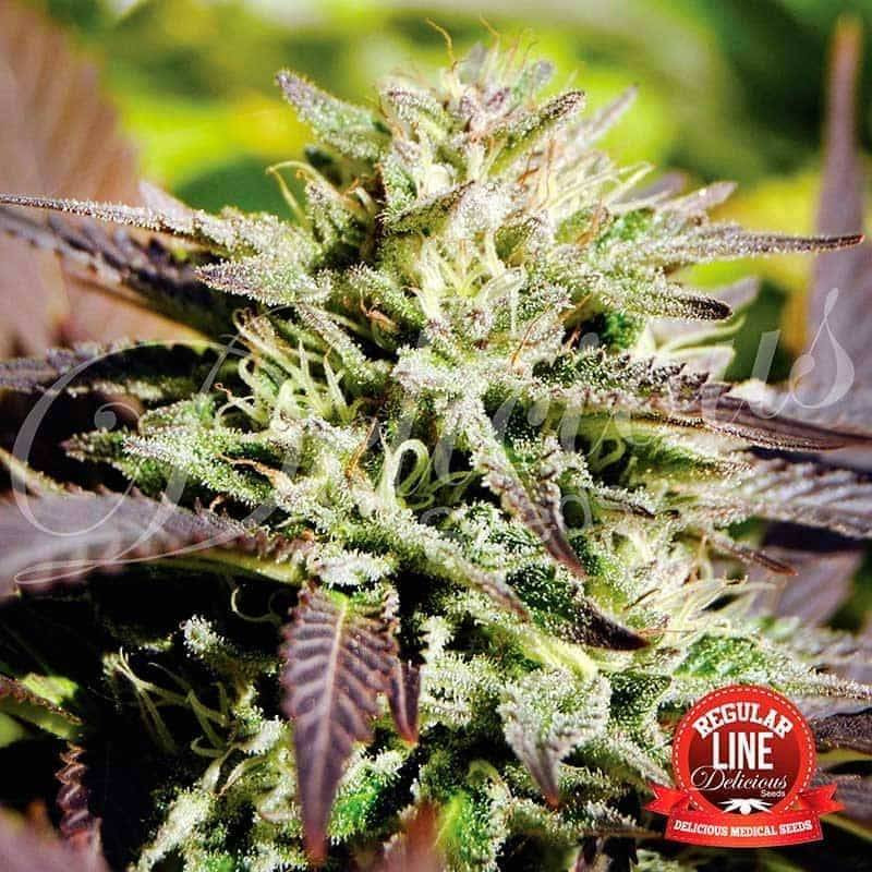 Caramelo - Régulière - Delicious Seeds