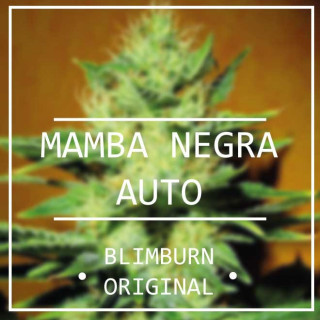 Mamba Negra Auto - Blimburn Seeds - Graines de Collection