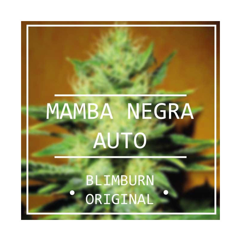 Mamba negra auto - blimburn