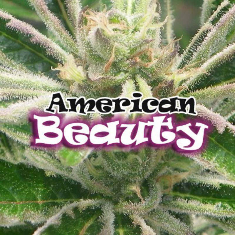 American beauty dr underground American beauty dr underground