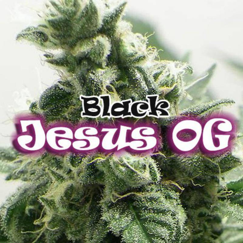 Black jesus og dr underground